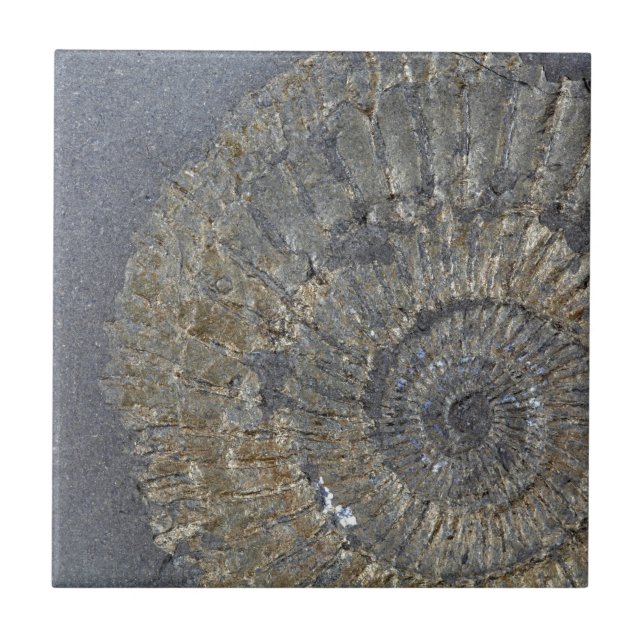 Carreau Ammonite de Pyritized (Devant)