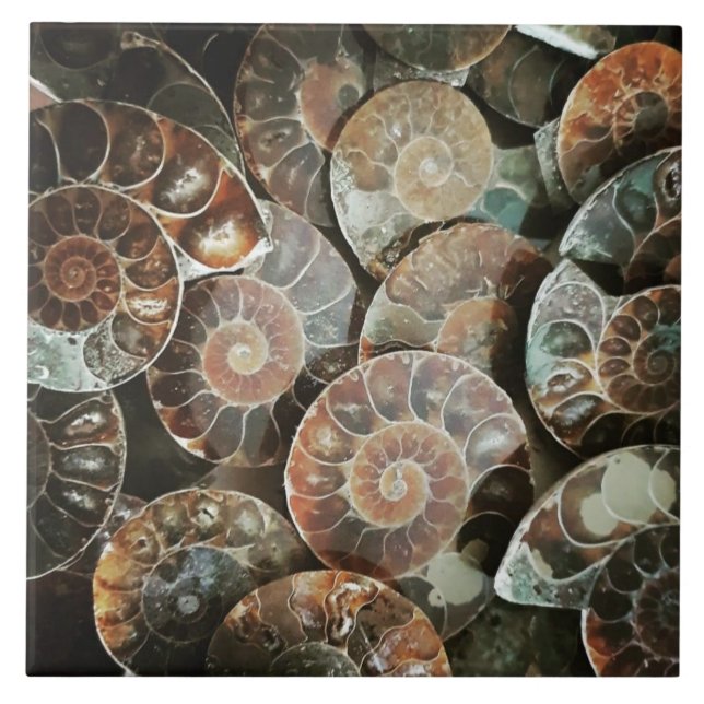 Carreau Ammonite groupée grande (Devant)