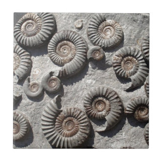 Carreau Ammonites fossiles multi du Lias inférieur