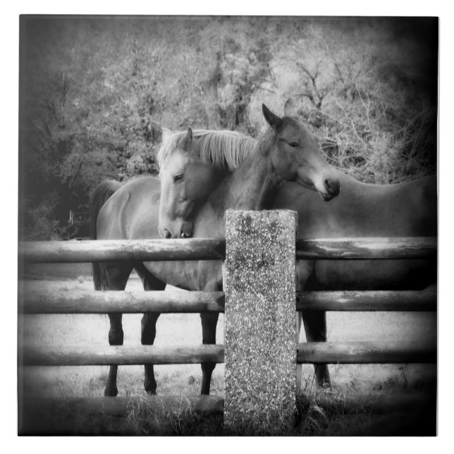 Carreau Amour de cheval - paire de chevaux dans l'étreinte (Devant)