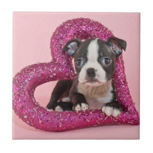Carreau Amour de chiot des images de Getty