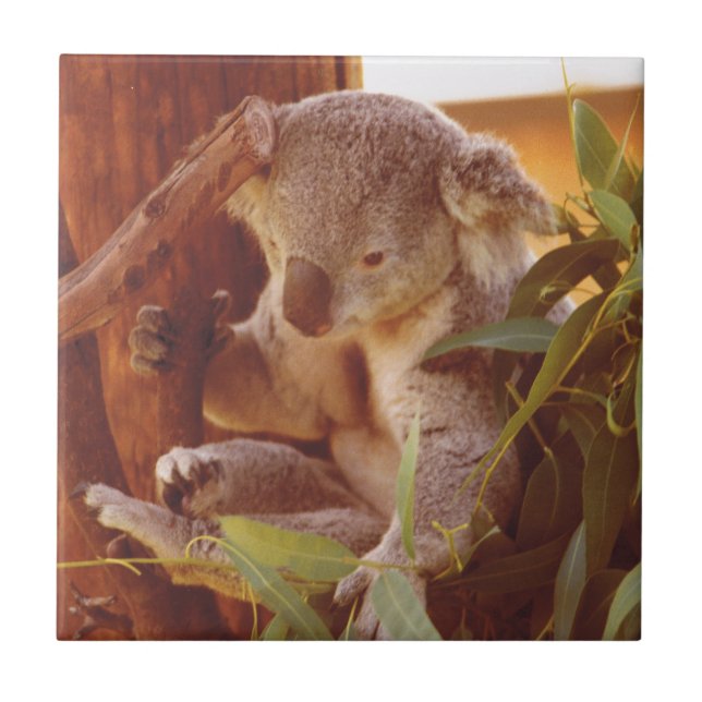 Carreau Amour Koala (Devant)