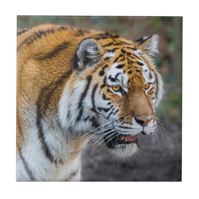 Carreau Amur tiger (Devant)