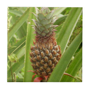 Carreau Ananas sauvage Fruit tropical dans la nature
