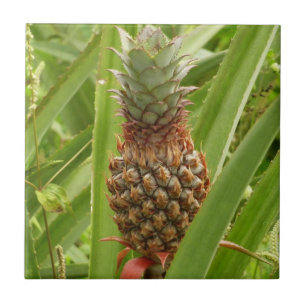 Carreau Ananas sauvage Fruit tropical dans la nature