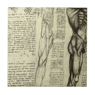 Carreau Anatomie humaine masculine de Léonard de Vinci : m