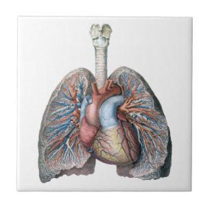 Carreau Anatomie humaine vintage Poumons Coeur Organes San