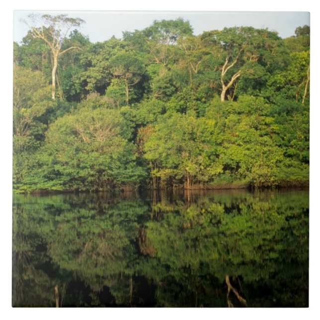 Carreau Anavilhanas, Amazonas, Brésil. Rainforest (Devant)