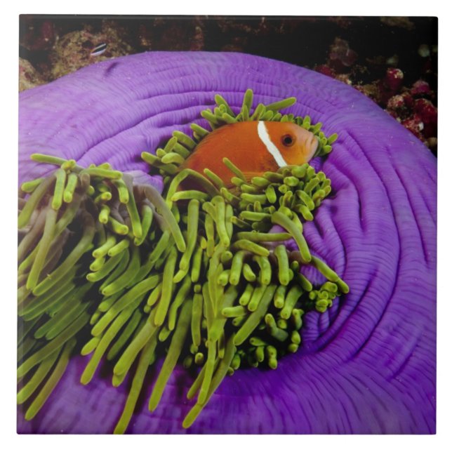 Carreau Anemonefish et grande anémone (Devant)