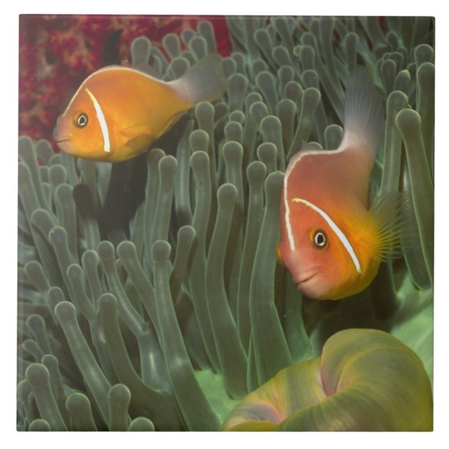 Carreau Anemonefish rose dans l'actinie de Magnificant (Devant)