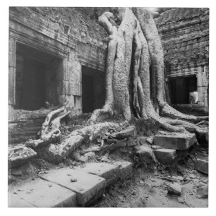 Carreau Angkor Cambodge, Ta Prohm Tree