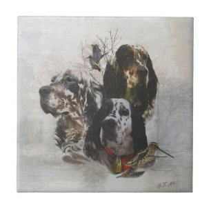 Carreau Anglais Setter, chasse à la bécasse