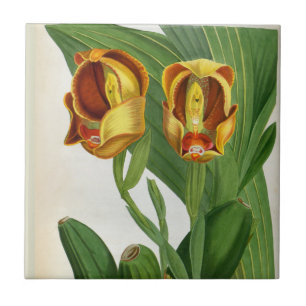 Carreau Anguloa Ruckerii Sanguine Lindenia Orchid