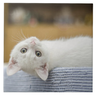 Carreau Animal de compagnie de Kitten blanc