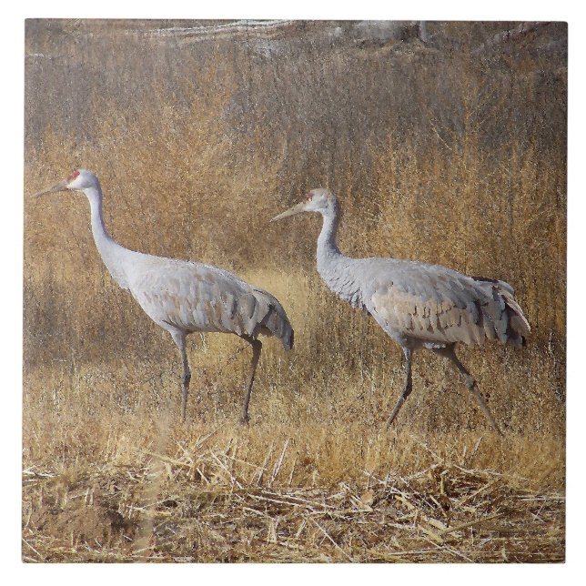 Carreau Animaux de faune d'oiseaux de grue de Sandhill (Devant)