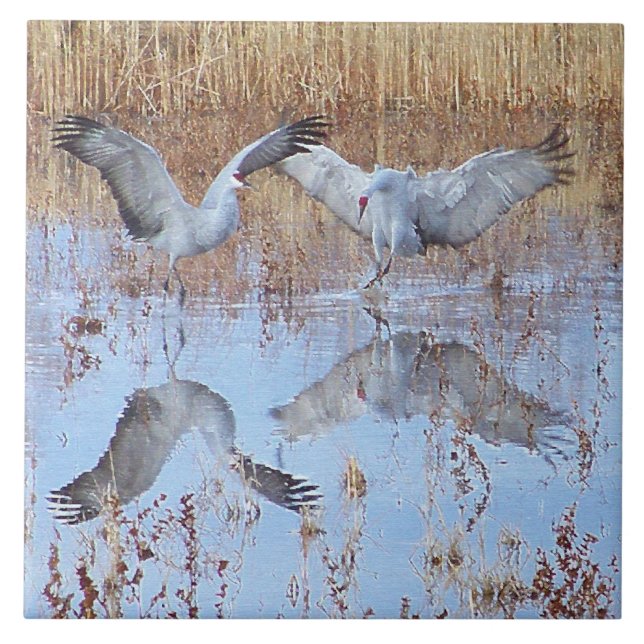 Carreau Animaux de faune d'oiseaux de grue de Sandhill (Devant)