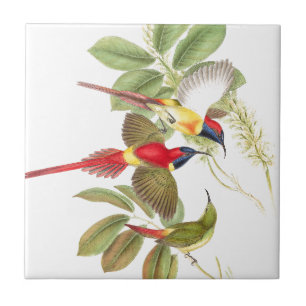 Carreau Animaux de faune d'oiseaux de Sunbird botaniques