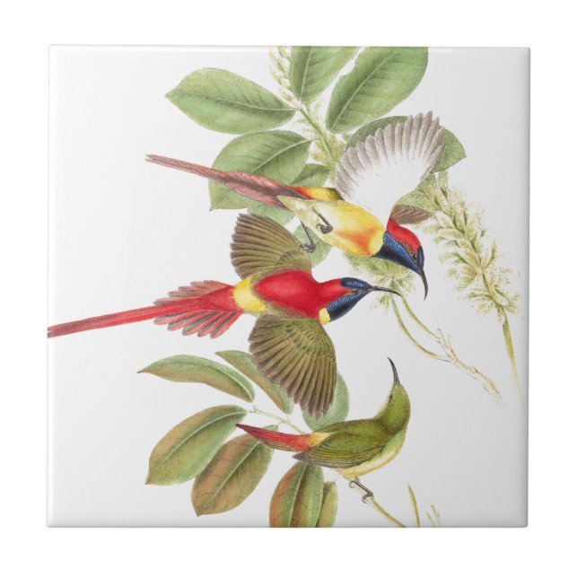 Carreau Animaux de faune d'oiseaux de Sunbird botaniques (Devant)