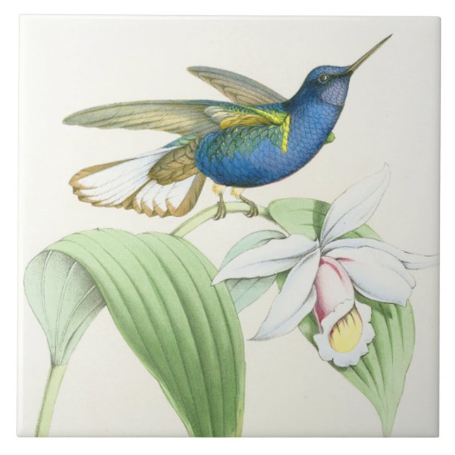 Carreau Animaux floraux de faune de fleurs d'oiseaux de (Devant)