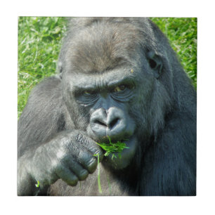 CARREAU ANIMAUX SAUVAGES - GORILLAS