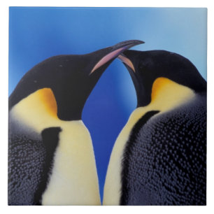 Carreau Antarctique, Manchots empereurs