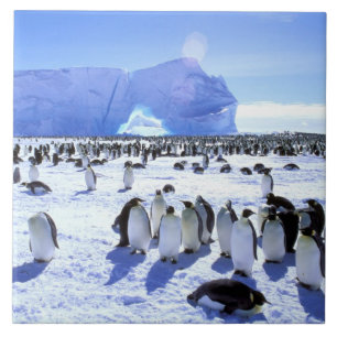 Carreau Antarctique, péninsule Antarctique, mer de Weddell