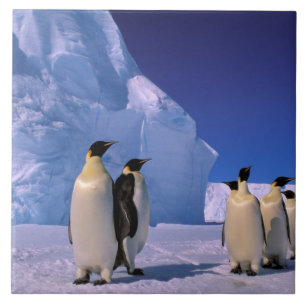 Carreau Antarctique, territoire australien antarctique, 7