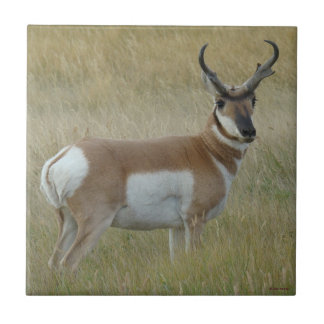 Carreau Antilope d'Amérique A1 Gros Buck