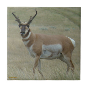 Carreau Antilope d'Amérique A33 cornes torses