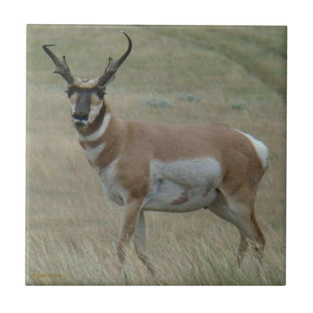 Carreau Antilope d'Amérique A33 cornes torses (Devant)