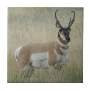 Carreau Antilope d'Amérique A8 Gros Buck
