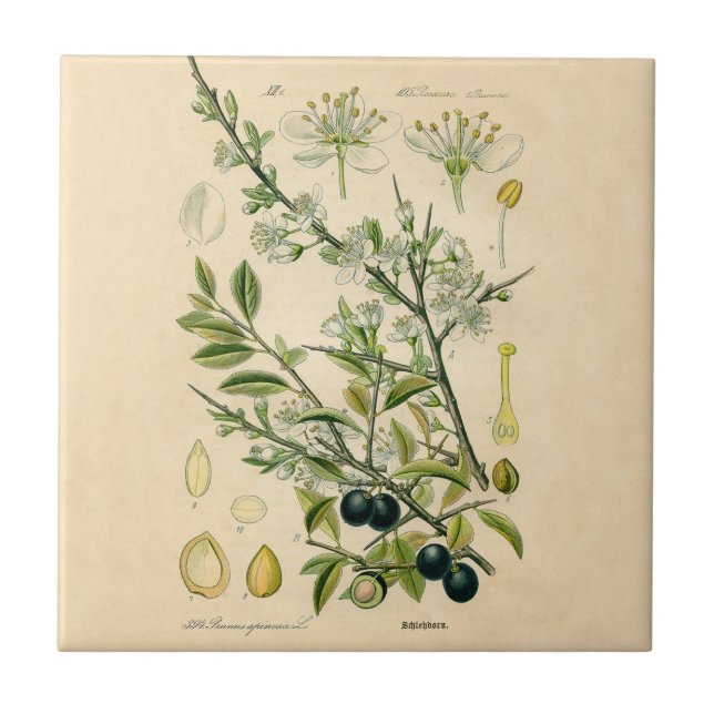 Carreau Antique Blackthorn Botanique Imprimé Fleur Berry (Devant)