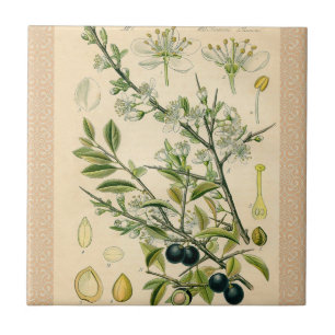 Carreau Antique Blackthorn Botanique Imprimé Fleur Berry