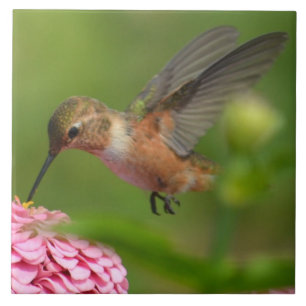 Carreau Août Zinnia Flowers Colibri