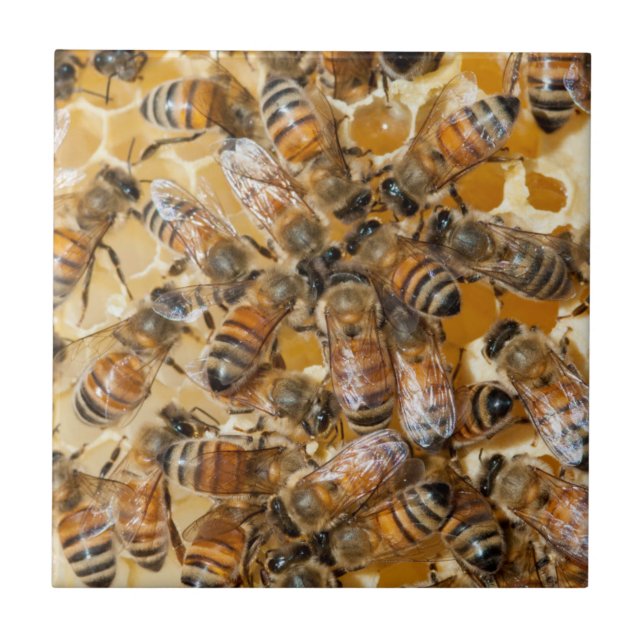Carreau Apiculture à Arlo's Honey Farm (Devant)