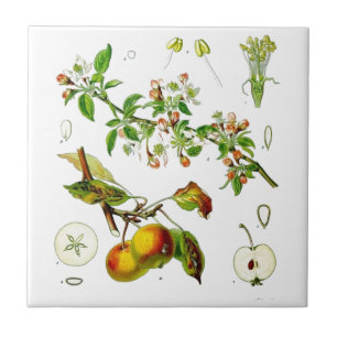 Carreau Apple