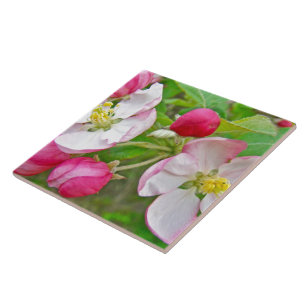 Carreau Apple Blossom Time