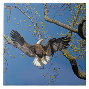 Carreau Approche d'atterrissage