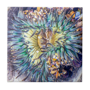 Carreau Aqua fleuri et anémone de mer jaune dans l'eau