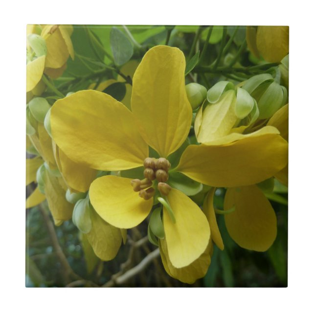 Carreau Arbre à douche dorée Tropical Jaune Floral (Devant)