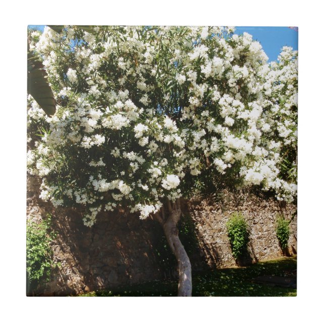 Carreau Arbre de jasmin en fleur (Devant)