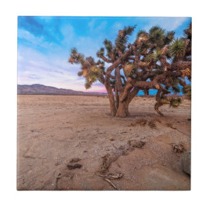 Carreau Arbre de Joshua de Mojave