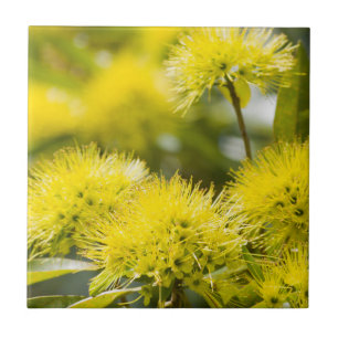 Carreau Arbre de mimosa jaune brillant