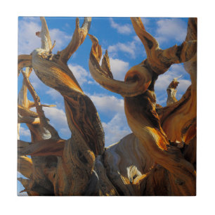 Carreau Arbre de pin bristlecone