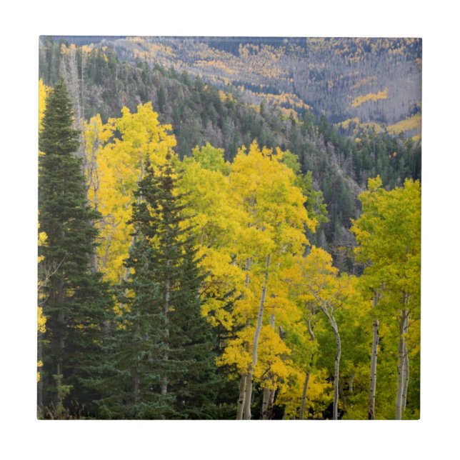 Carreau Arbres D'Aspen (Populus Tremuloides) Et Conifères  (Devant)