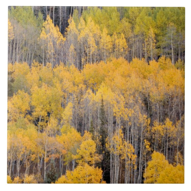 Carreau Arbres d'Aspen | White River National Forest (Devant)