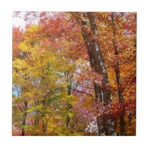 Carreau Arbres d'automne orange et jaune Photographie d'au