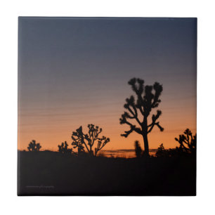 Carreau Arbres Joshua coucher de soleil
