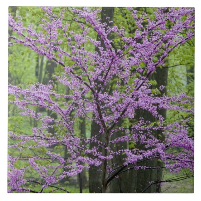 Carreau Arbres rouges en pleine floraison printanière près (Devant)