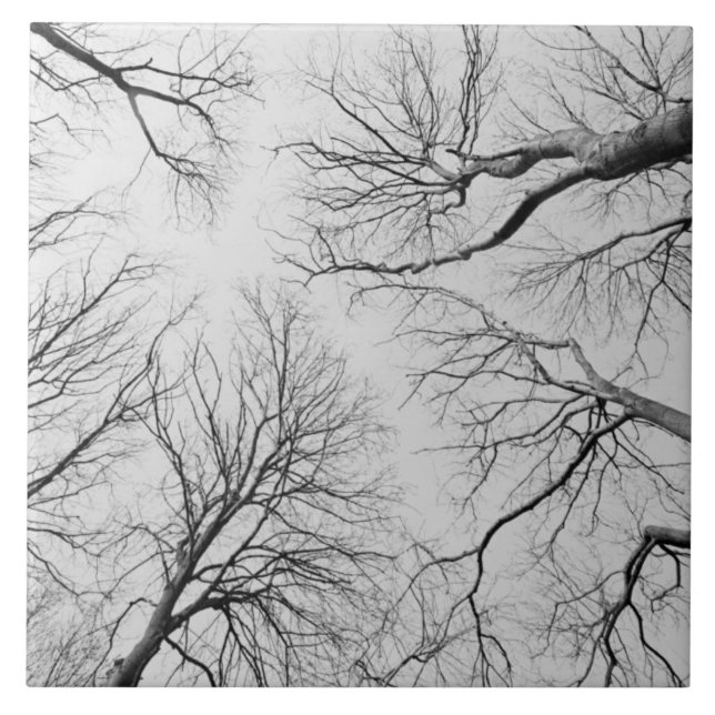 Carreau Arbres sans feuilles en bois de Thiepval (Devant)